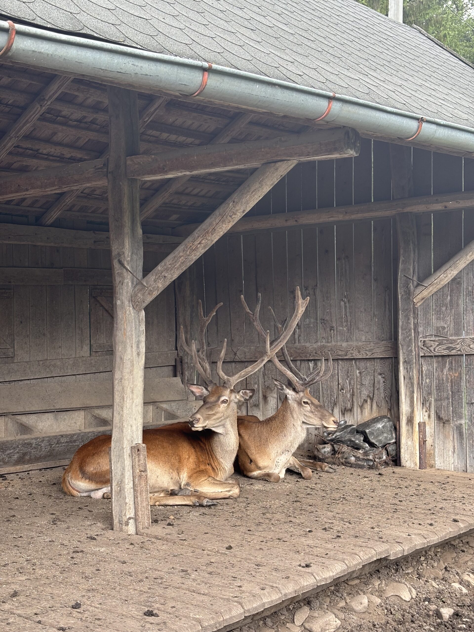 Rezervația de zimbri și faună carpatină Dragoș Vodă