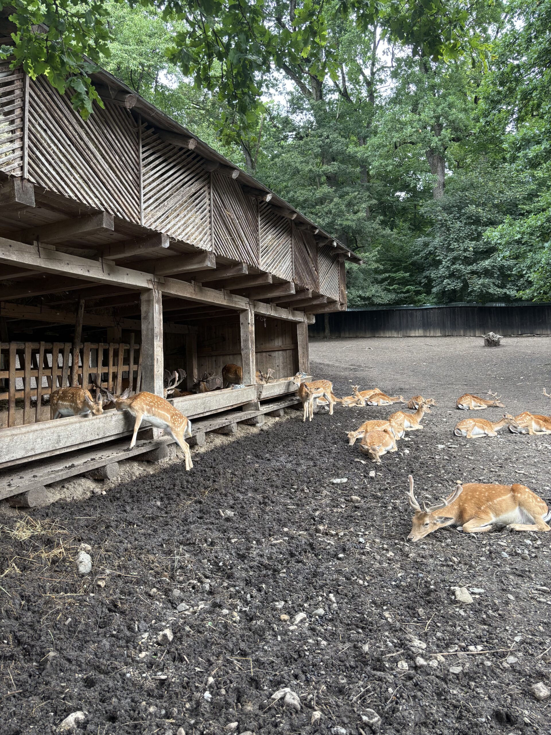 Rezervația de zimbri și faună carpatină Dragoș Vodă