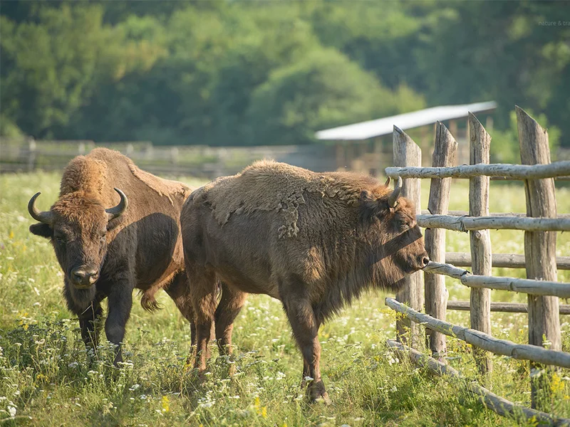 Rezervația de zimbri „Dragoș Vodă” Obiectiv turistic in cadrul excursei cu arinturtrans/companie de transport