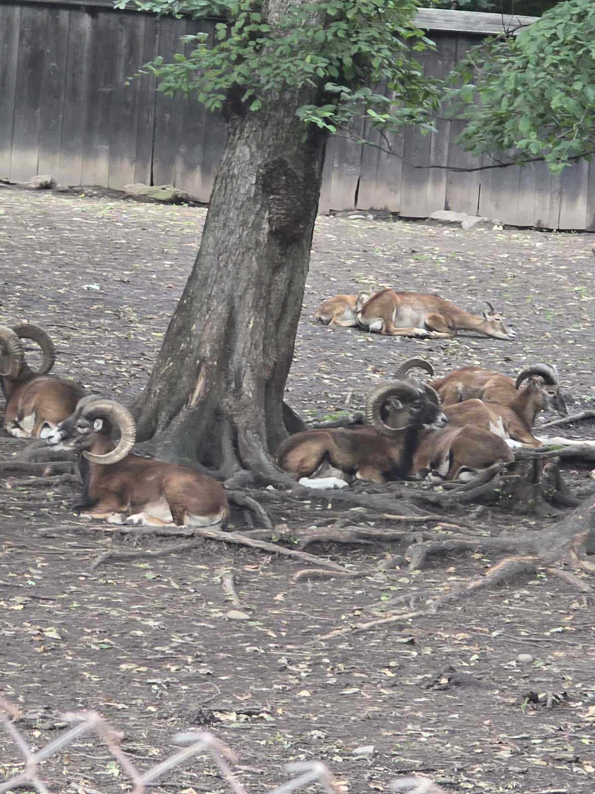 Rezervația de zimbri și faună carpatină Dragoș Vodă