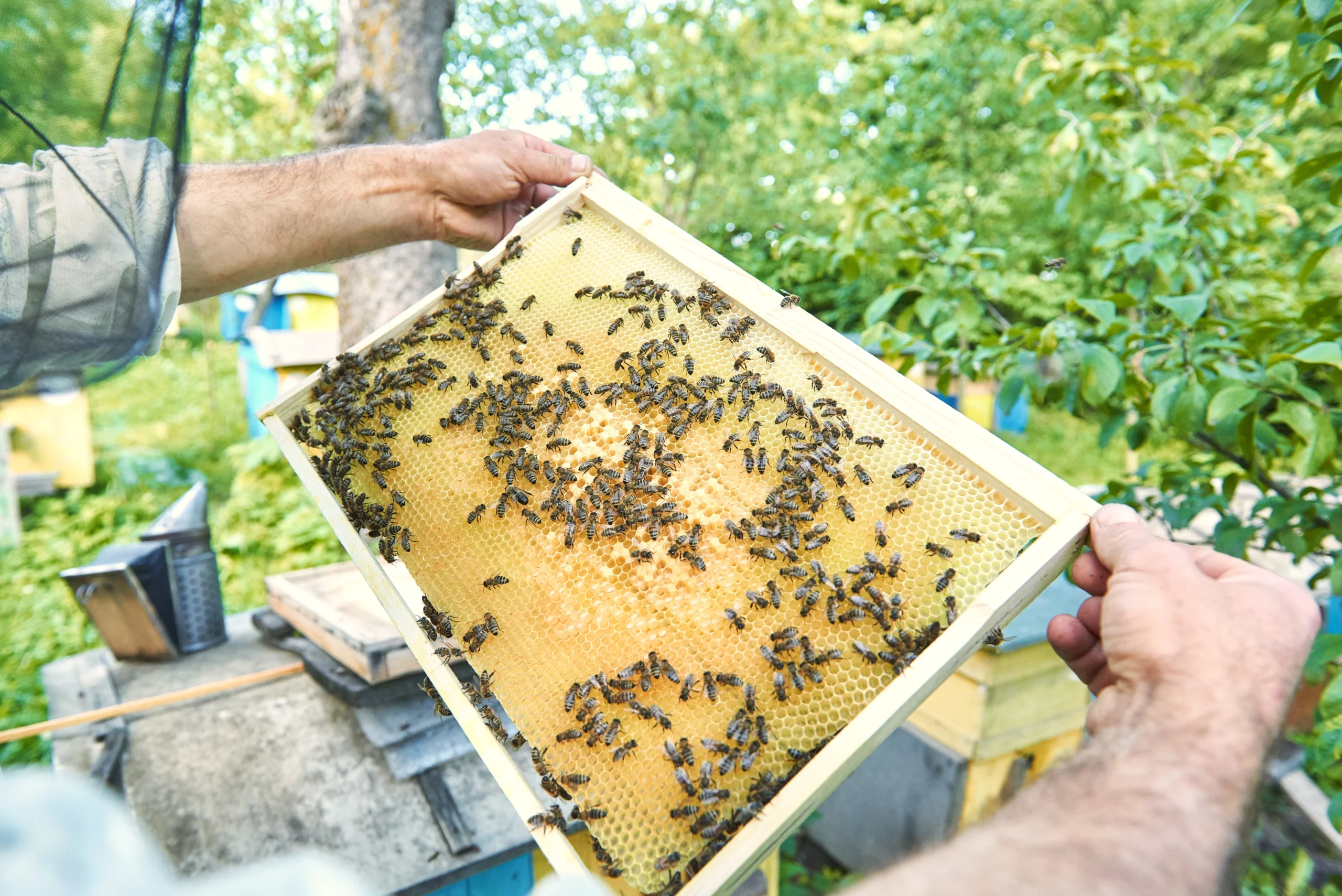 Stup de observație la Casa Mierii din Răciula