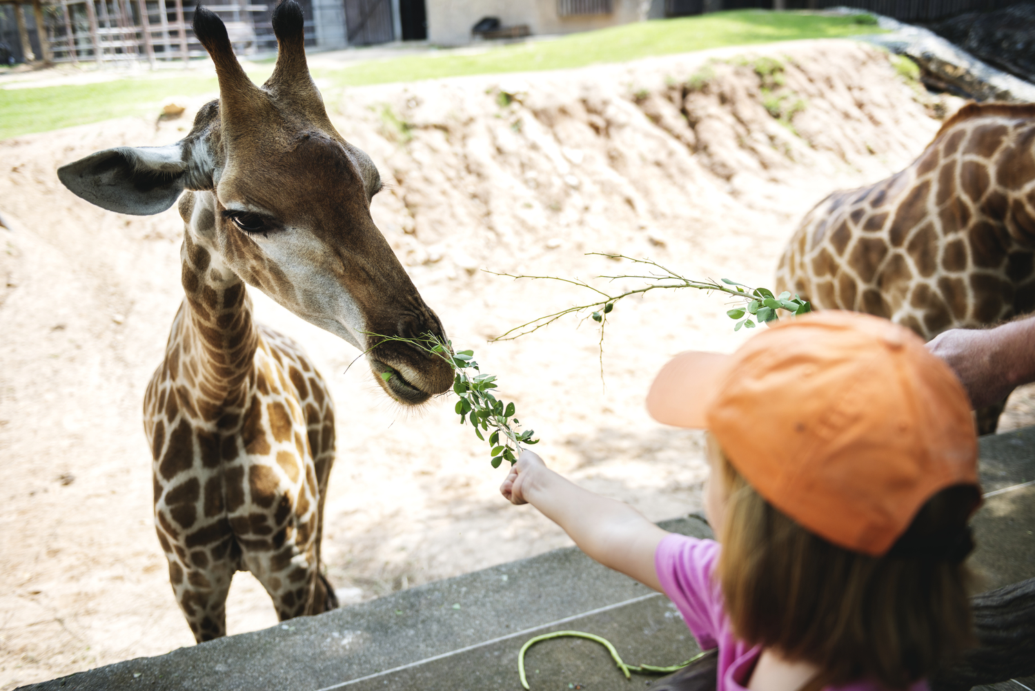 Girafe la Grădina Zoologică din Chișinău