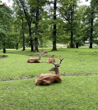 Rezervatia-de-Zimbri-si-Fauna-Carpatina-Dragos-Voda-
