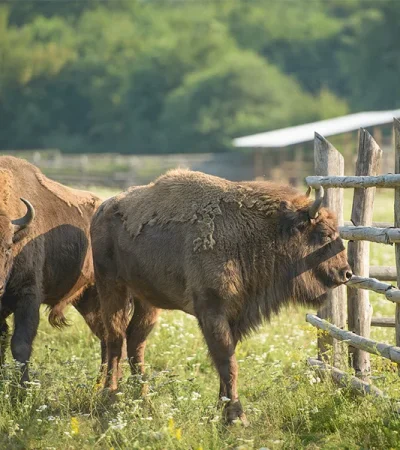 Rezervația de zimbri „Dragoș Vodă” Obiectiv turistic in cadrul excursei cu arinturtrans/companie de transport