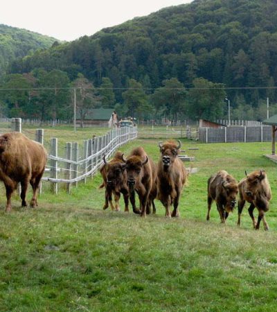zimbri-vama-buzaului
